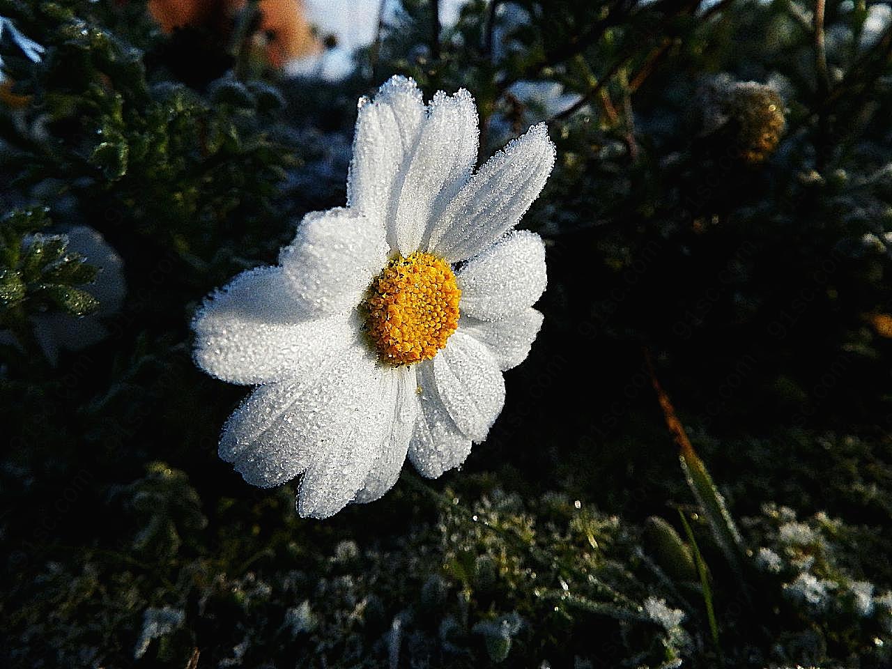冬季花朵图片高清