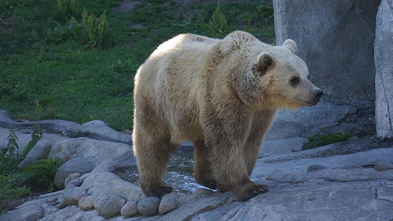 大棕熊图片高清摄影
