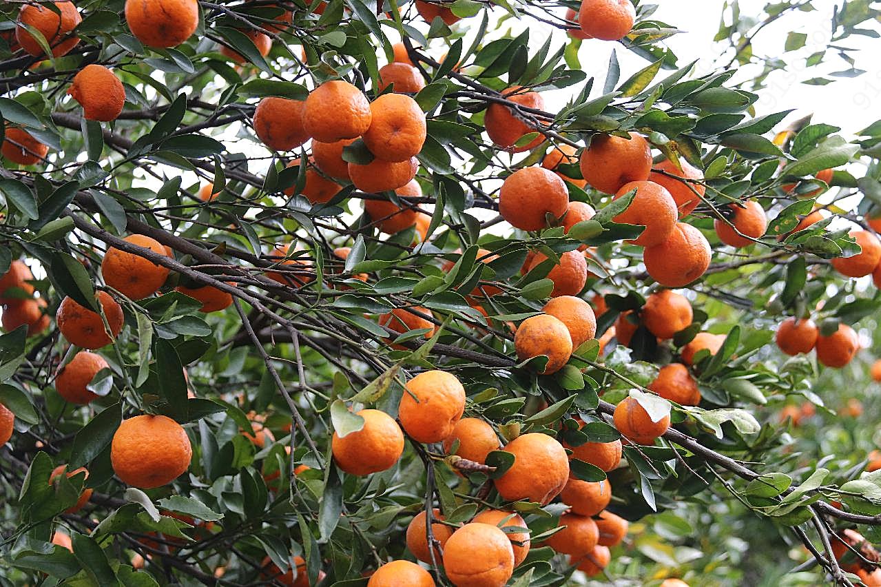 橘子树成熟橘子图片高清生物