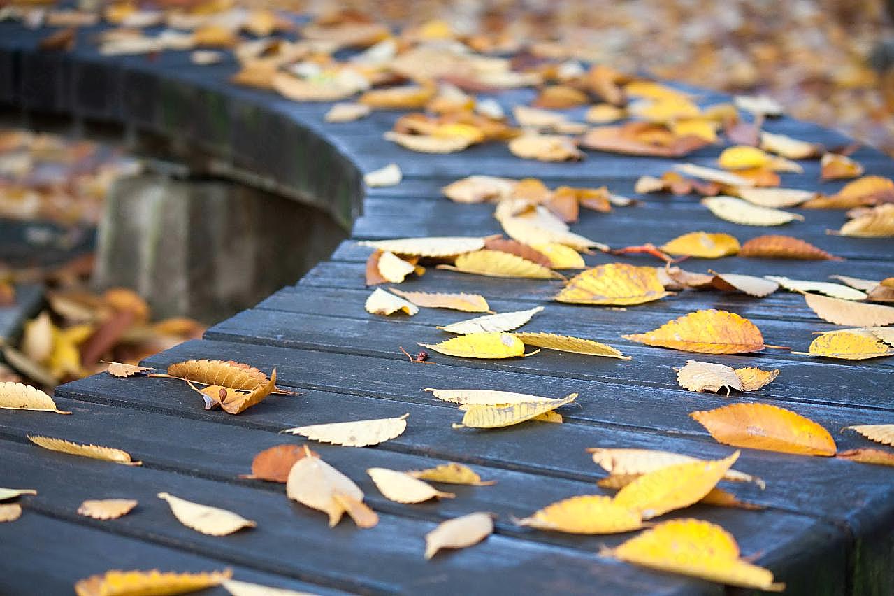 秋天落叶图片高清摄影