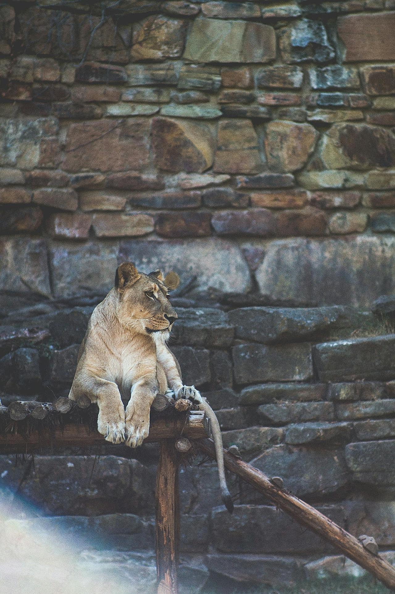 正在休息的狮子图片高清摄影