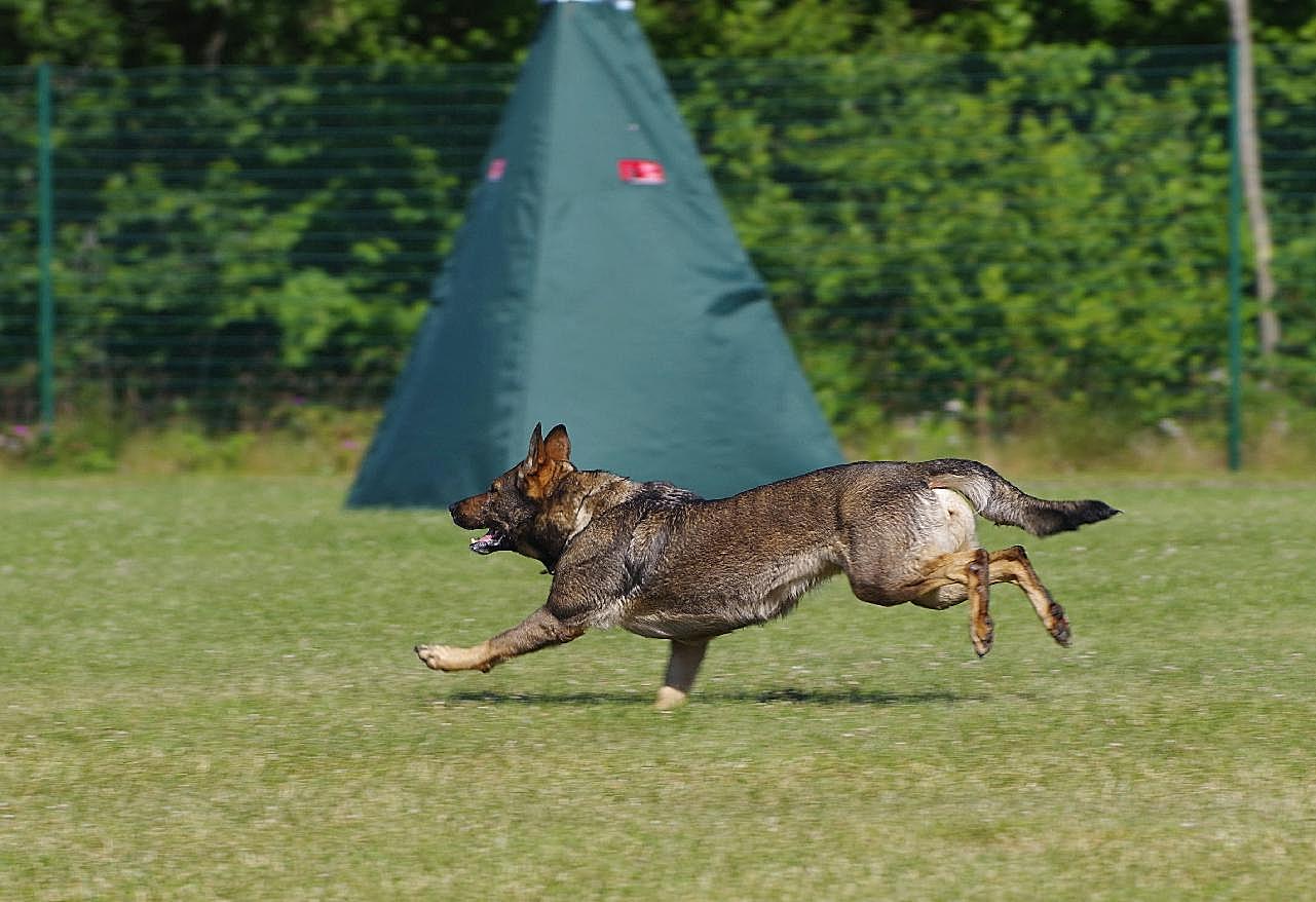 勇猛德国牧羊犬图片狗