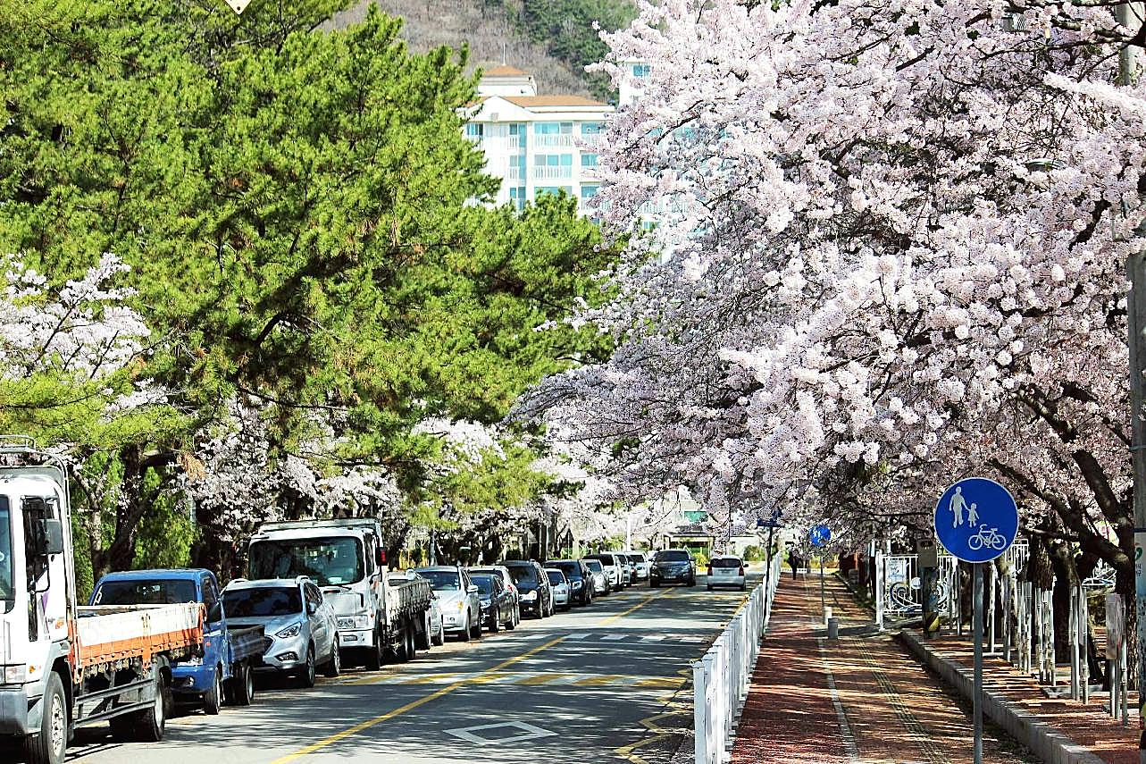 樱花街景图片高清