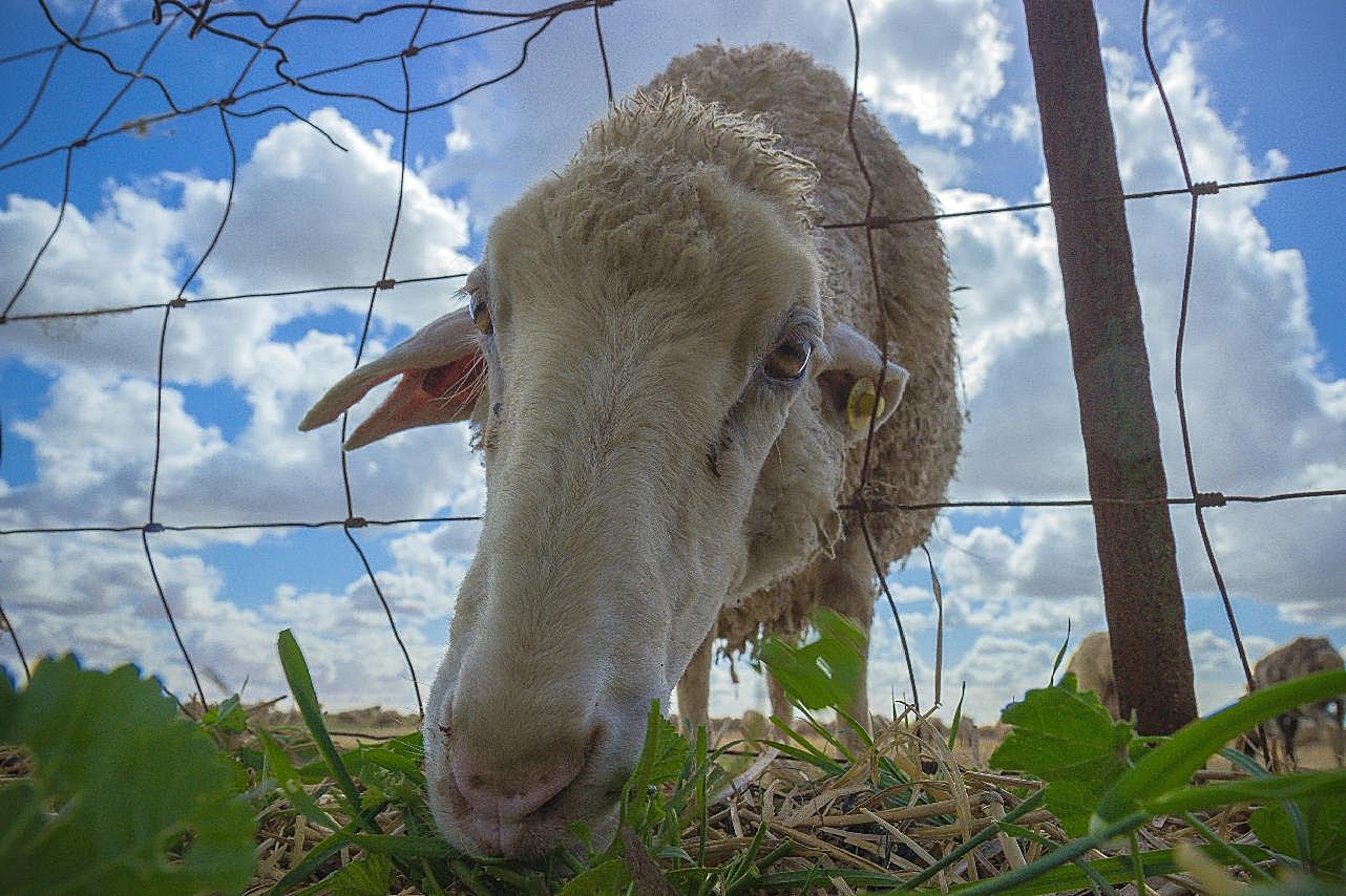 农场绵羊特写图片高清摄影
