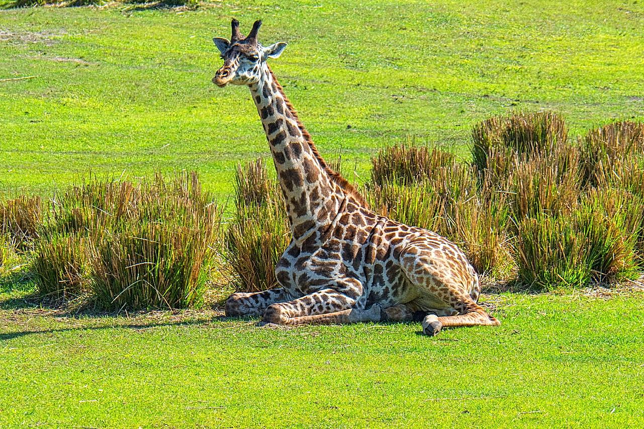 长颈鹿休息图片动物图片
