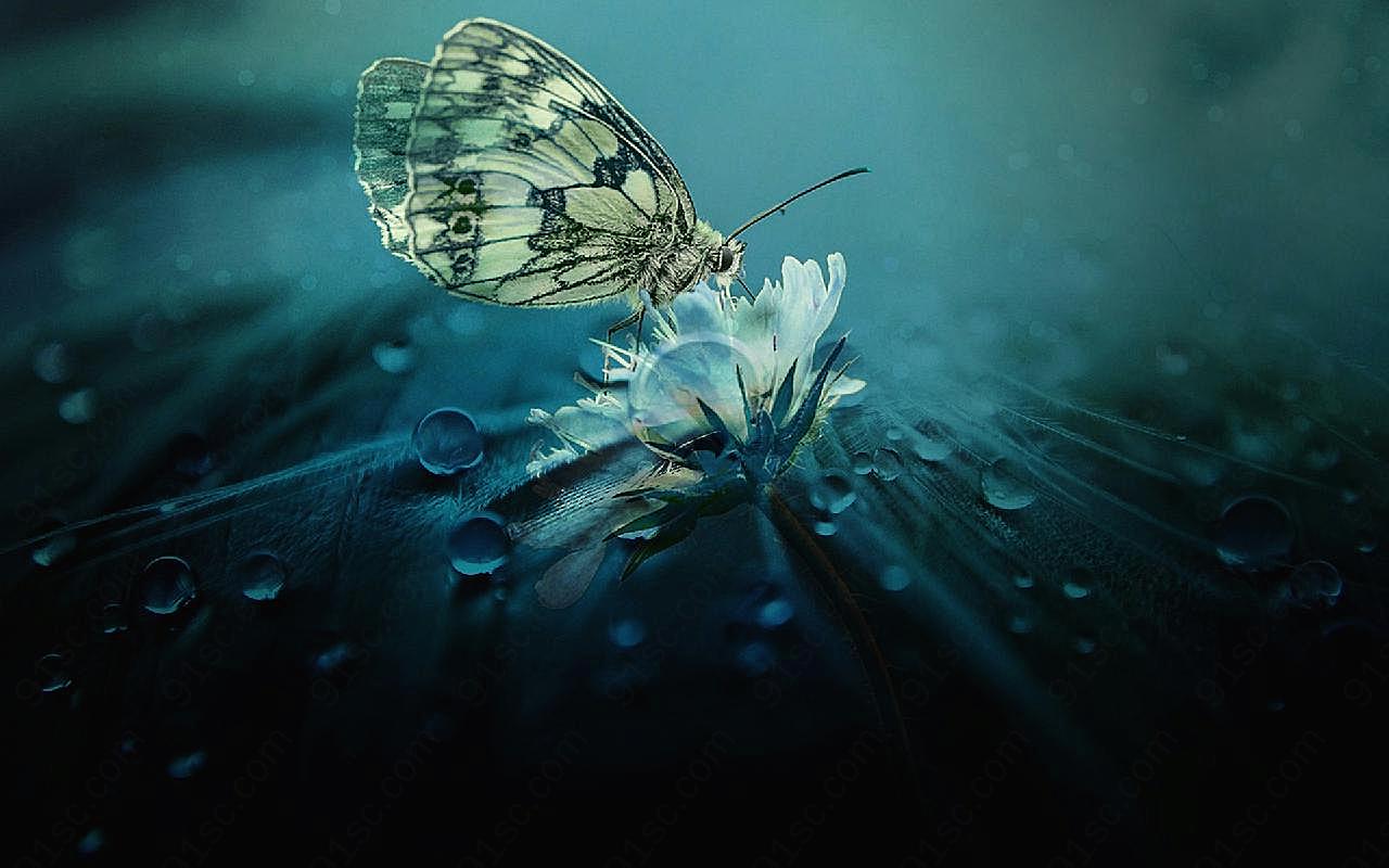 花朵上的蝴蝶生物世界高清摄影
