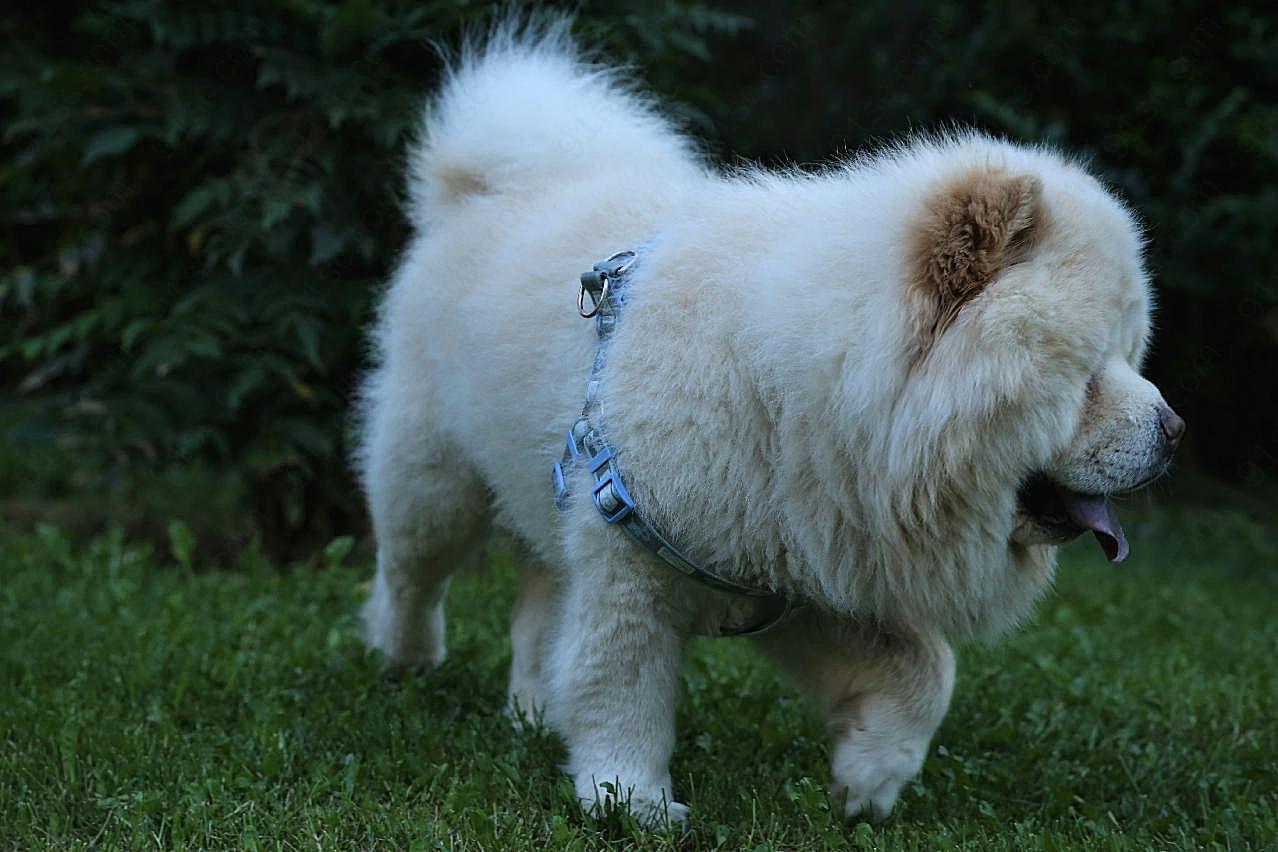 松狮犬图片狗