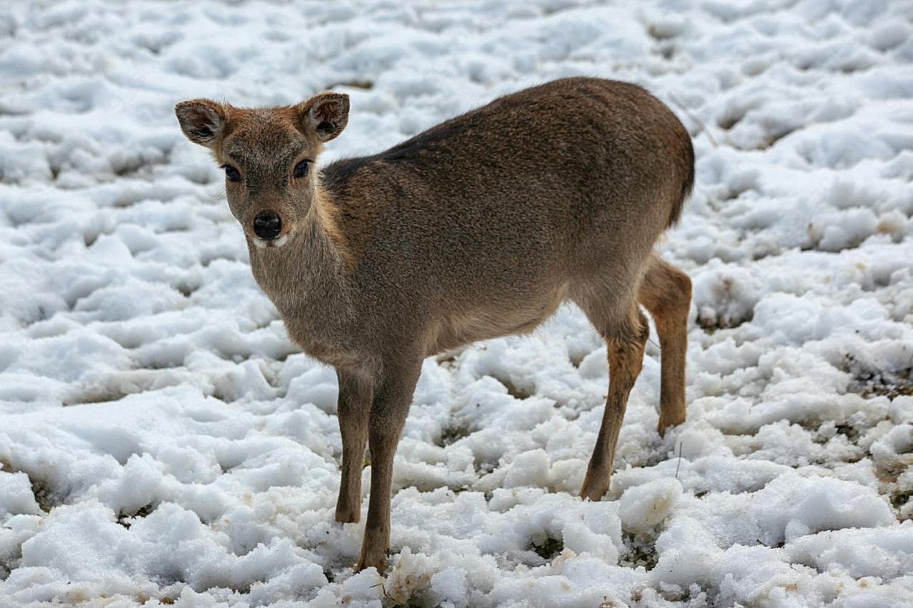 冬天雪地獐鹿图片动物图片