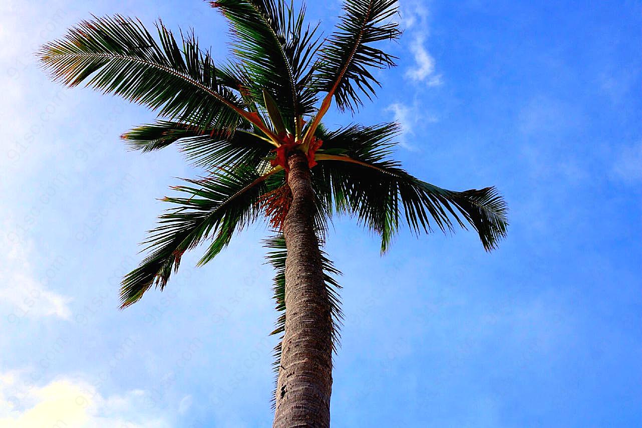 蓝天下棕榈树图片树林