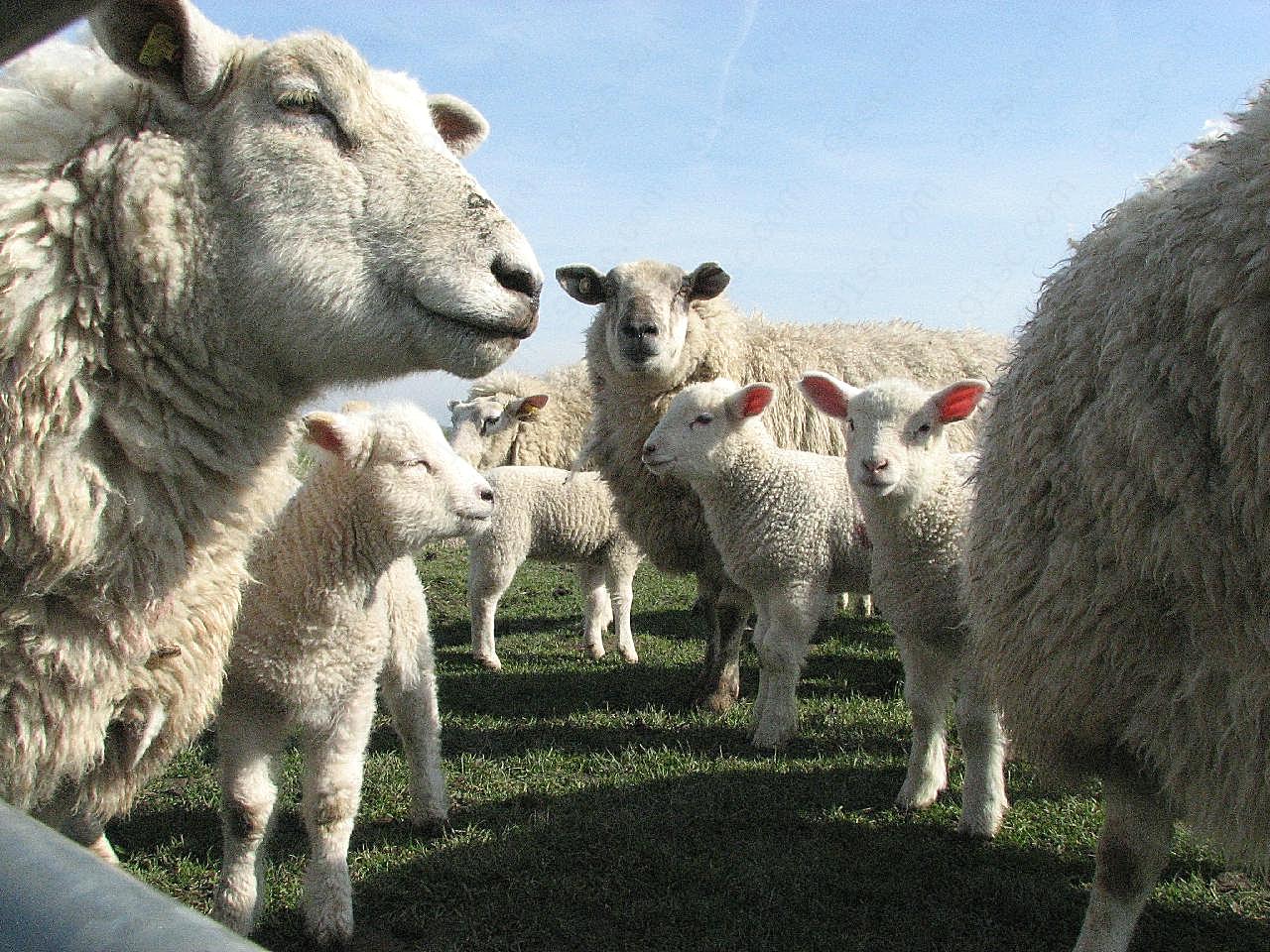农场羊群图片摄影