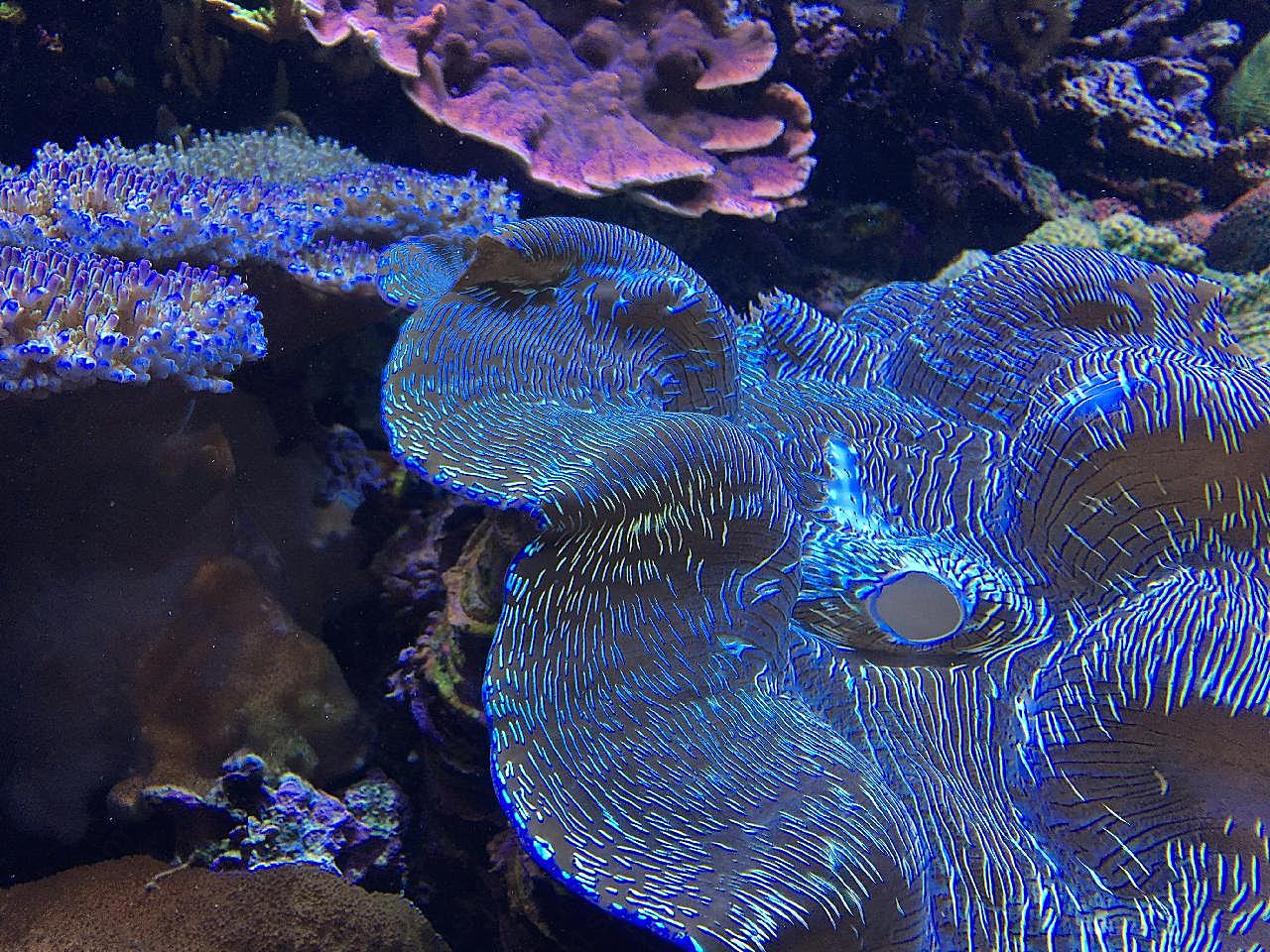 海洋珊瑚礁图片高清