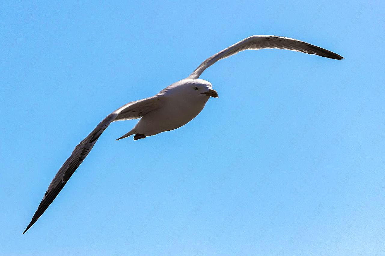 高空展翅海鸥图片摄影