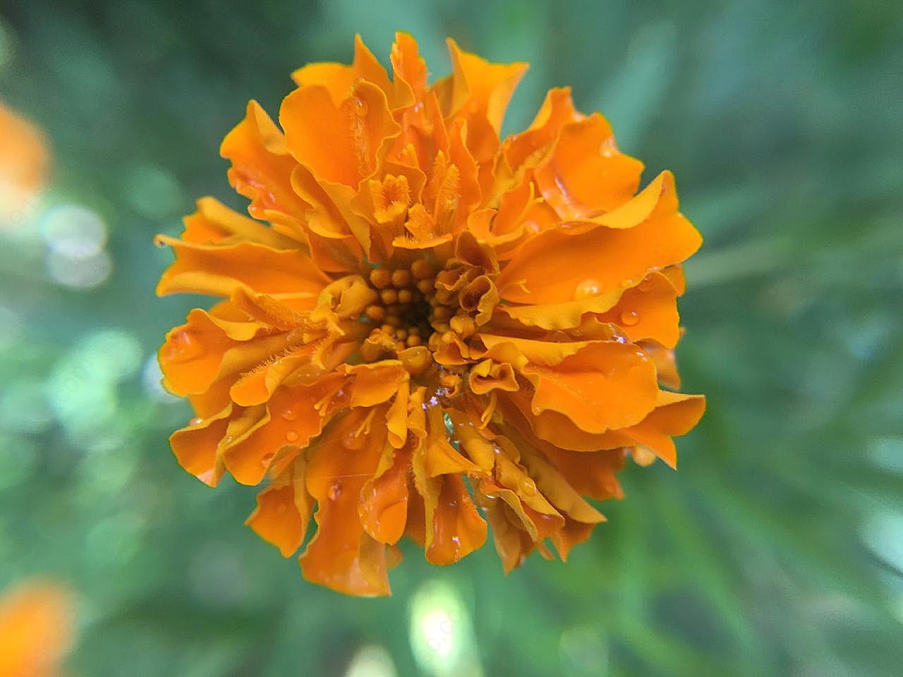 一朵橙色万寿菊图片菊花