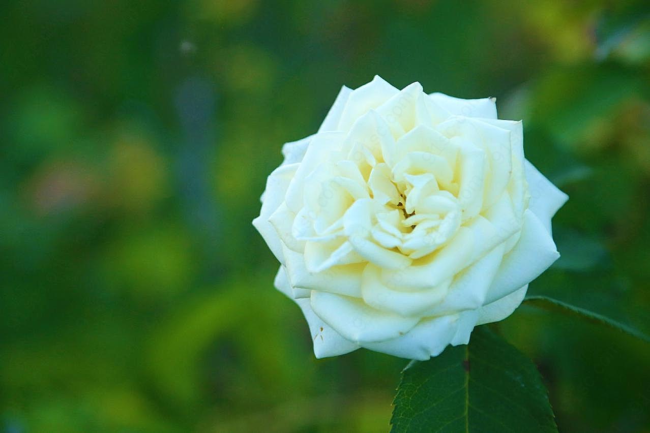 白玫瑰背景摄影图片高清