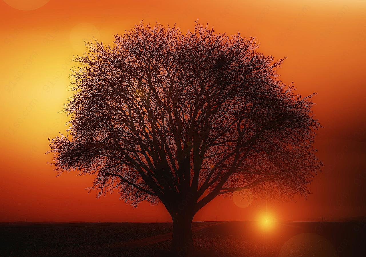 日落黄昏树木图片摄影自然
