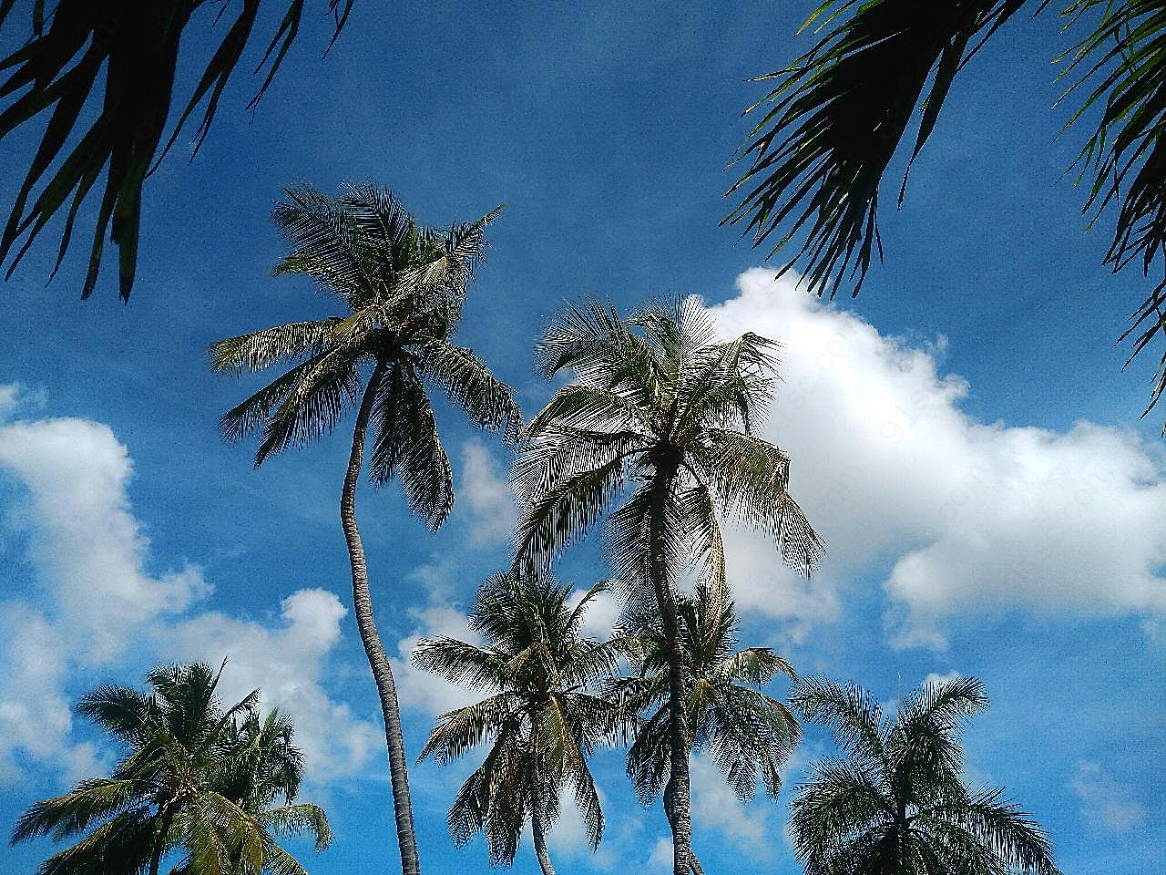 蓝天下椰子树图片树林