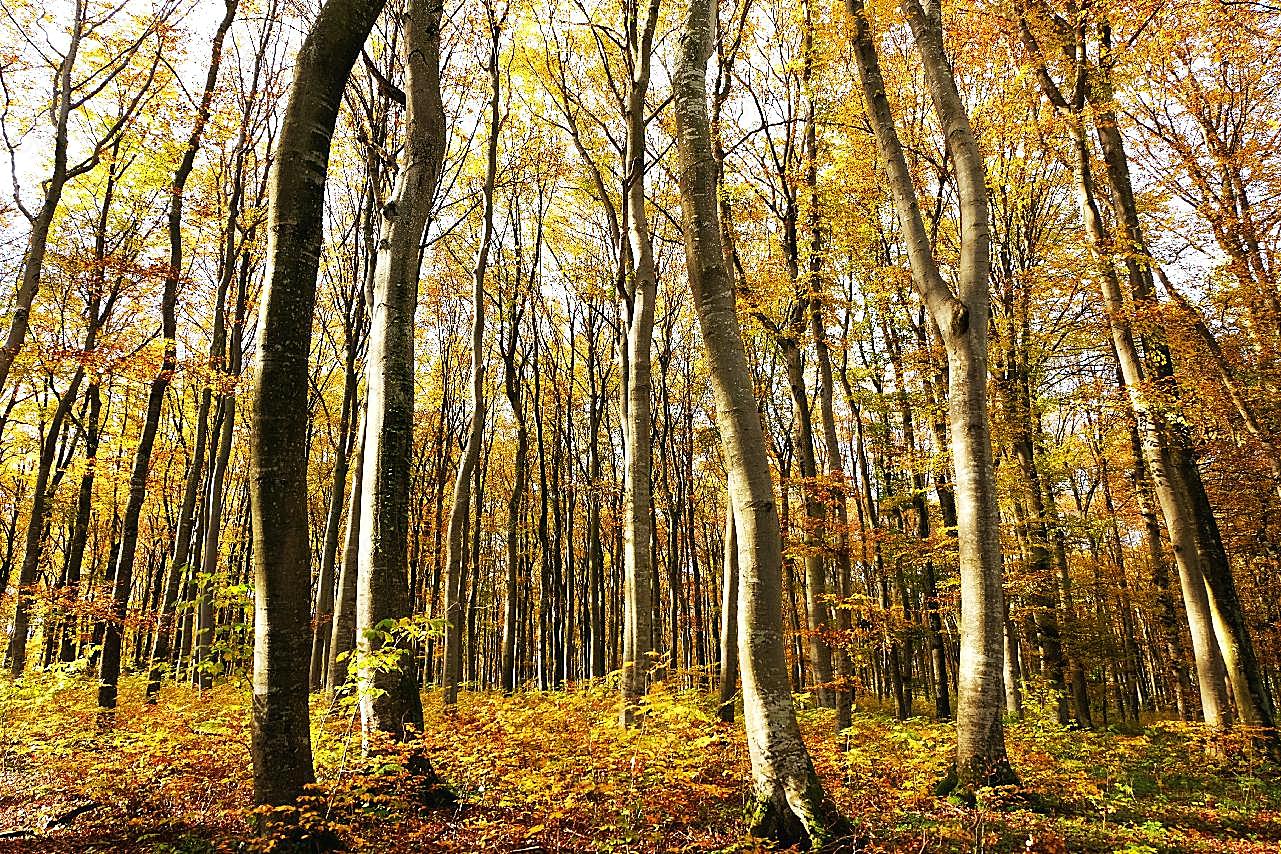 秋天森林树木景观图片高清自然