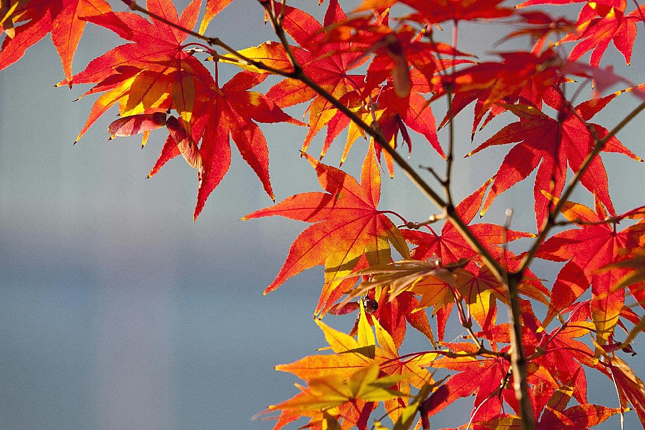 秋季唯美红图片风景