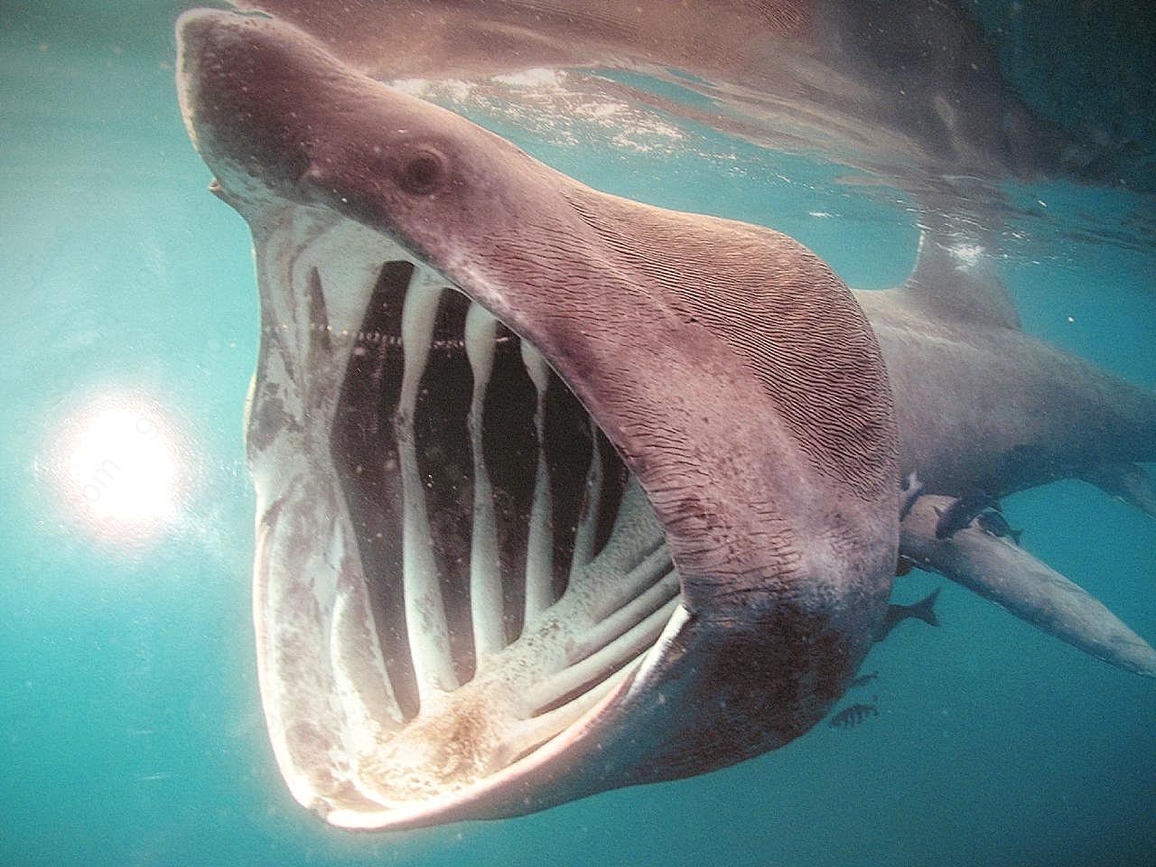 带着钢牙的大鲨图片高清