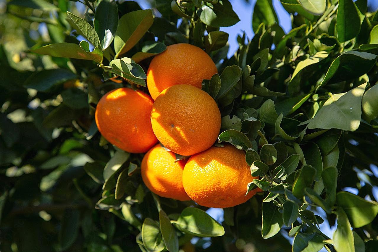 树上成熟柑橘图片摄影生物