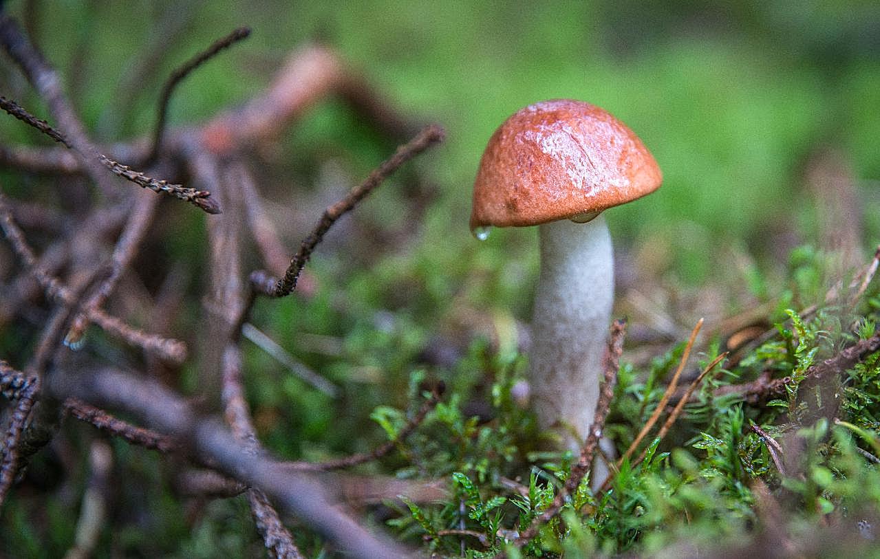 橙帽牛肝菌图片蘑菇