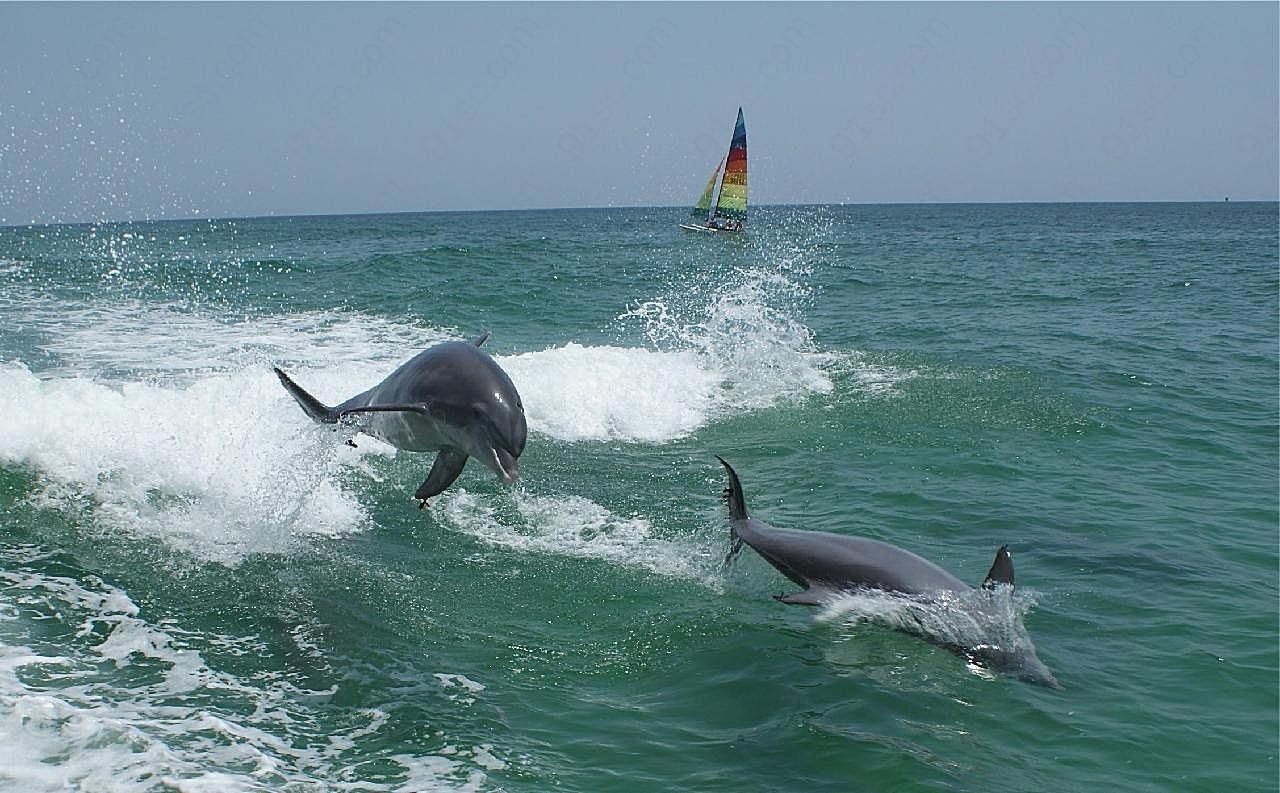 大海与海豚图片摄影