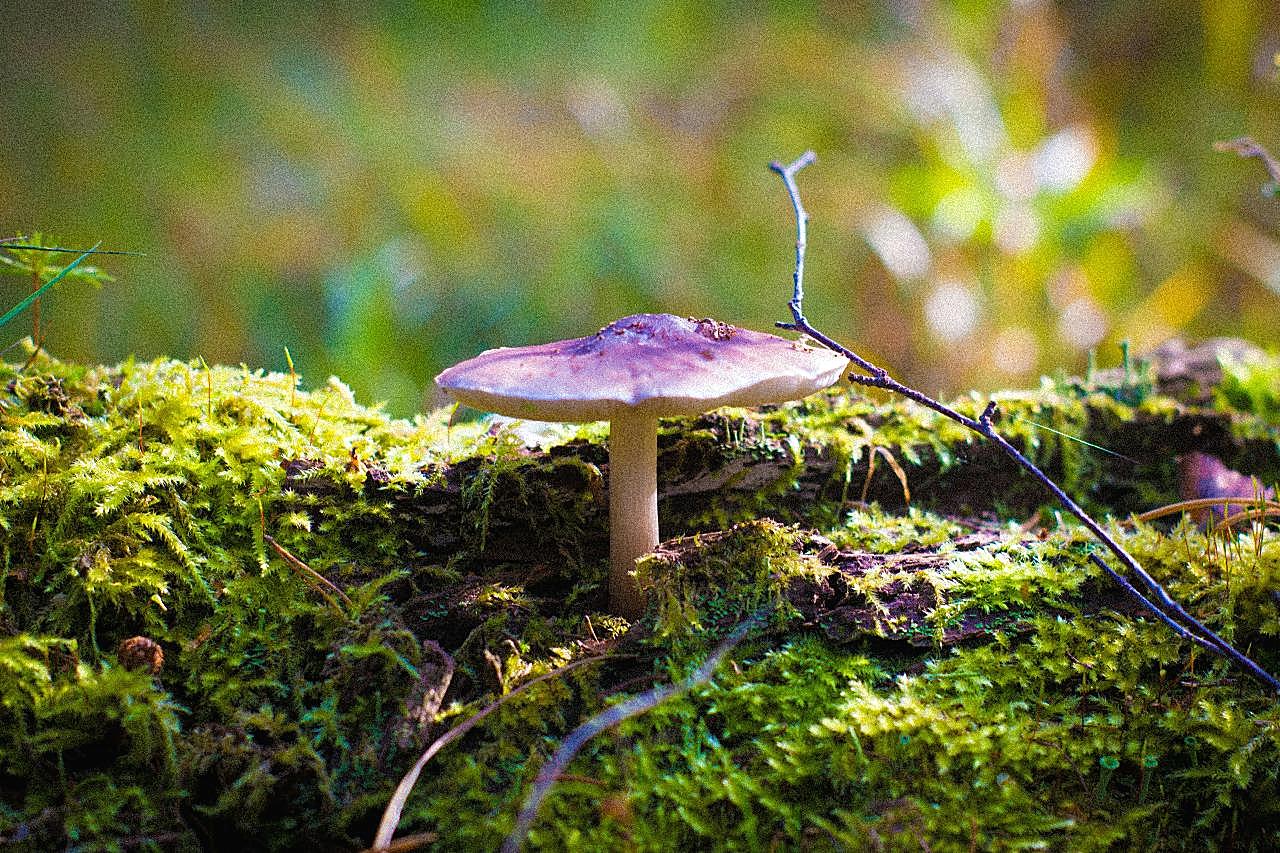 草地唯美图片蘑菇