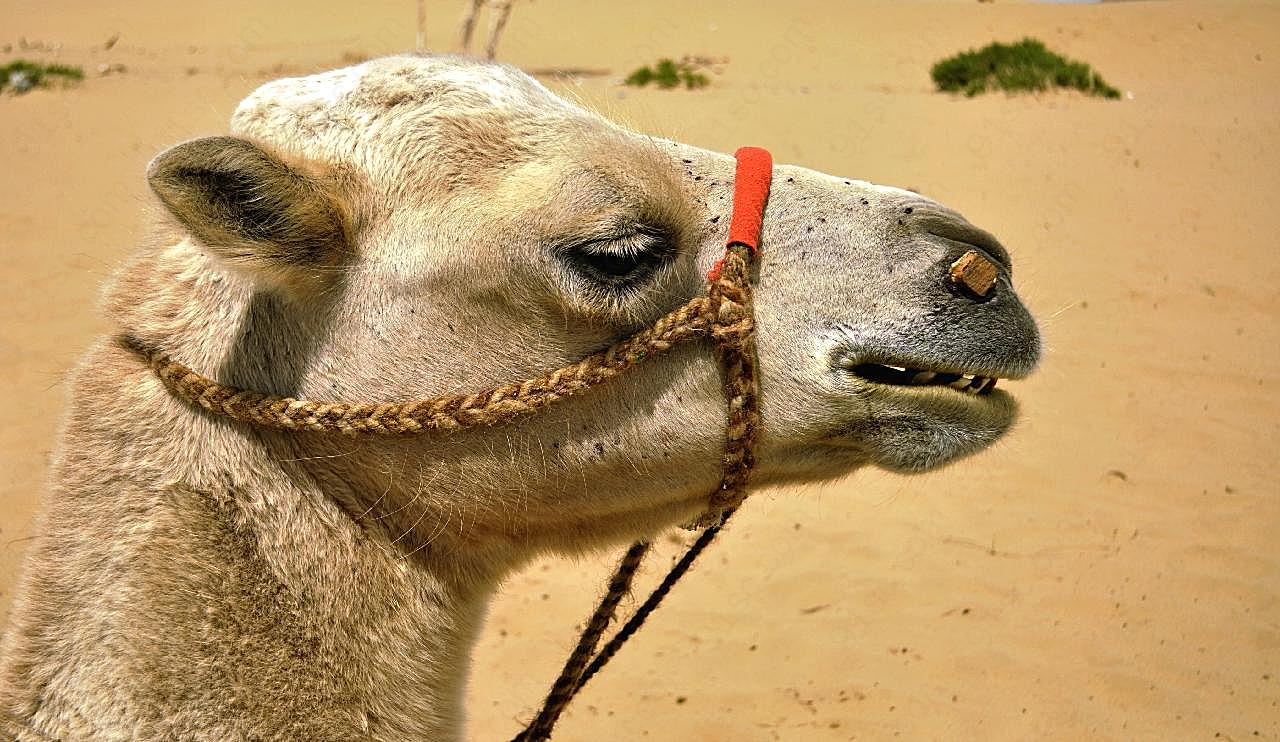 沙漠骆驼头部特写图片动物图片