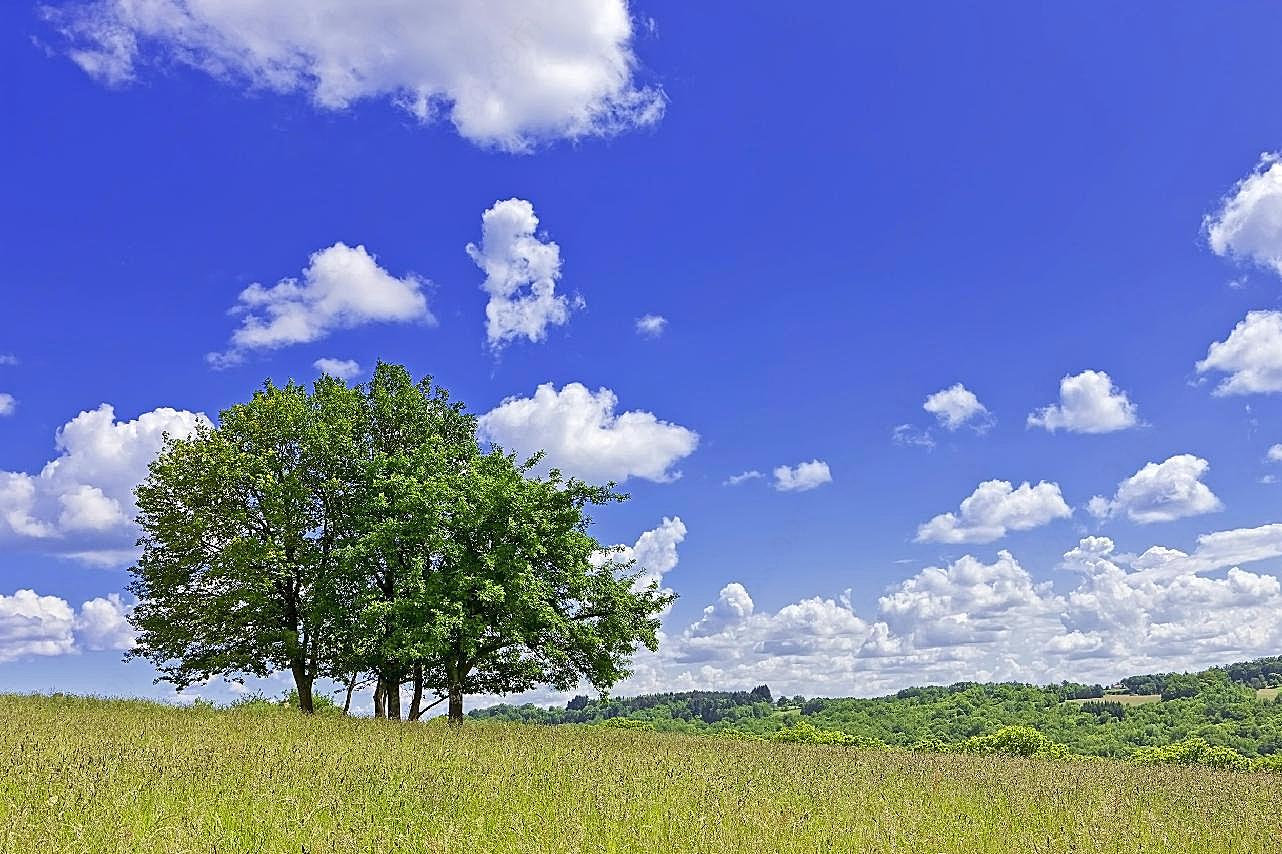 蓝天白云树木图片自然