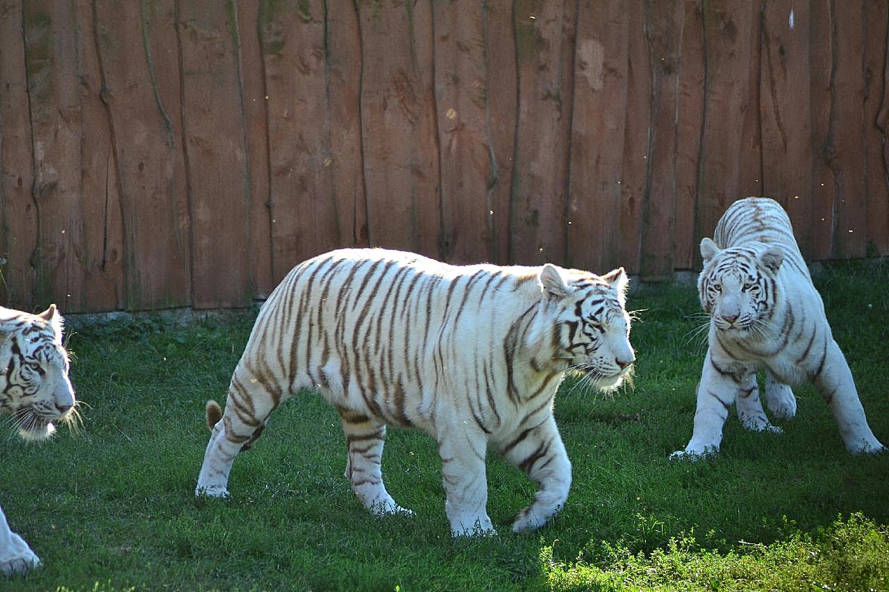 动物园白虎观赏图片摄影