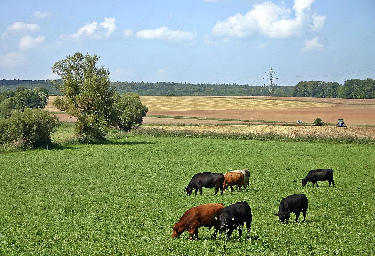 牛群吃草风景图片高清