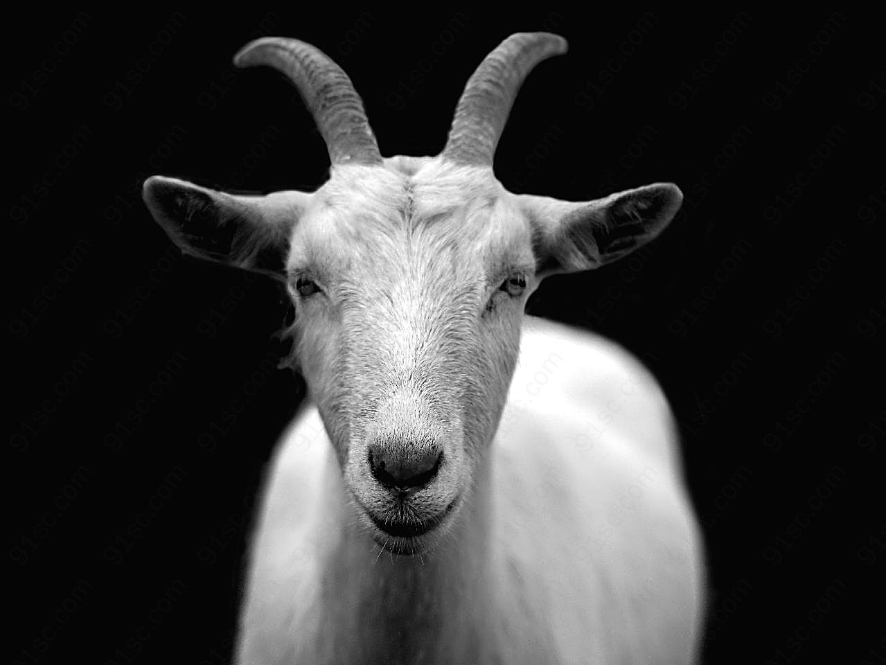 山羊黑白图片动物图片
