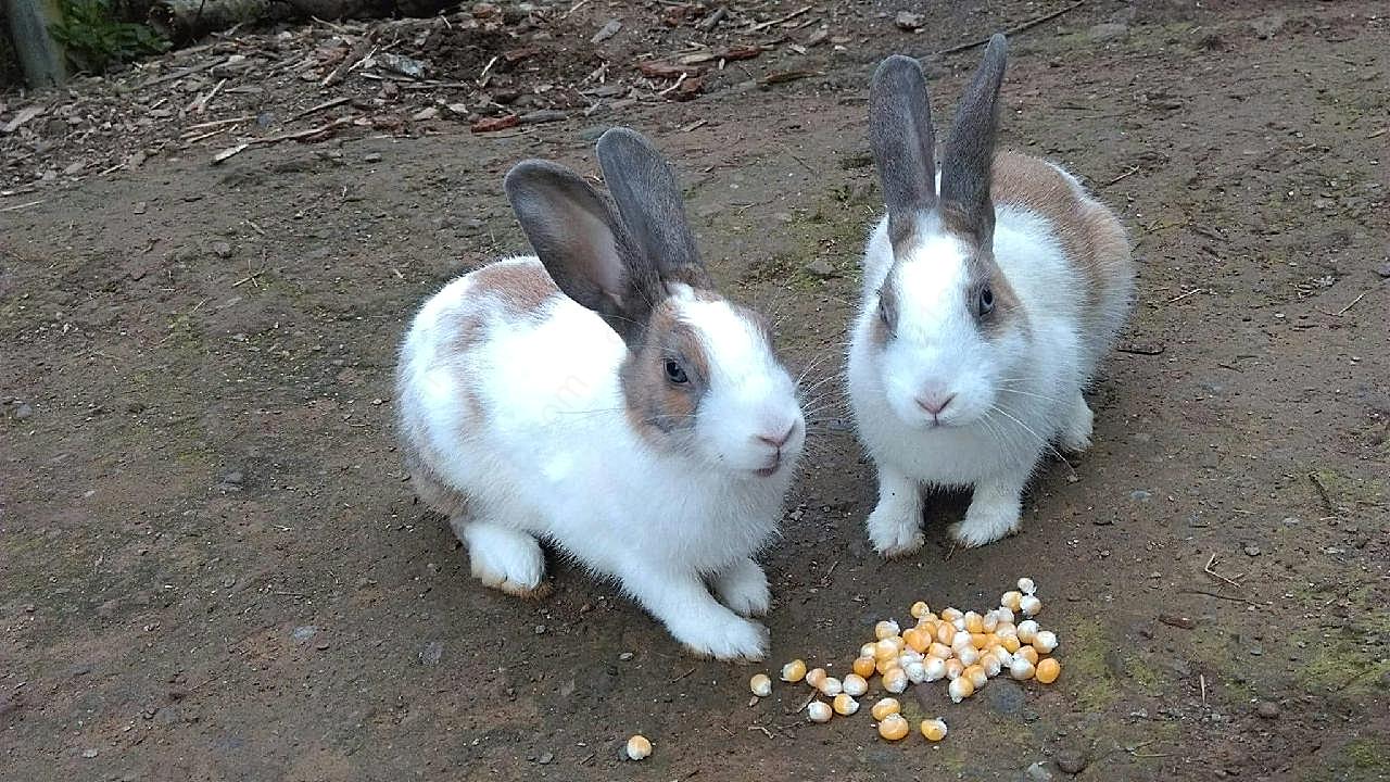 两只可爱宠物兔图片摄影