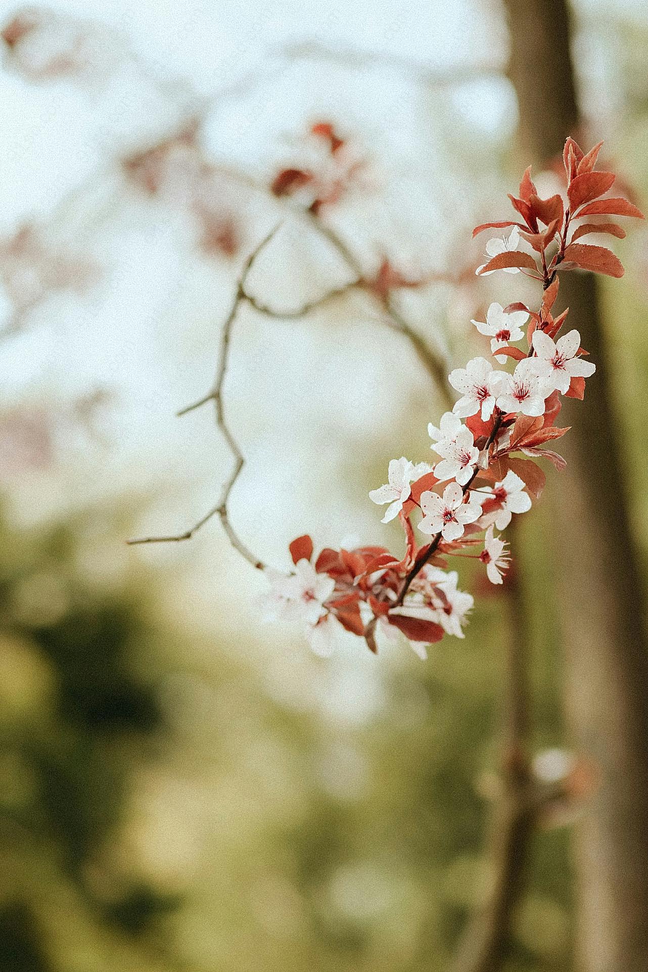 春天花朵唯美意境图片高清