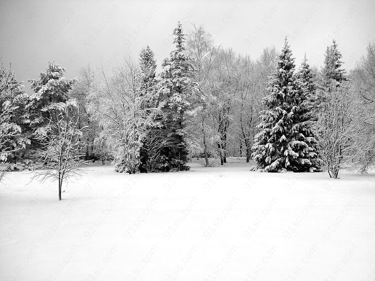 冬天森林雪景图片下载树林