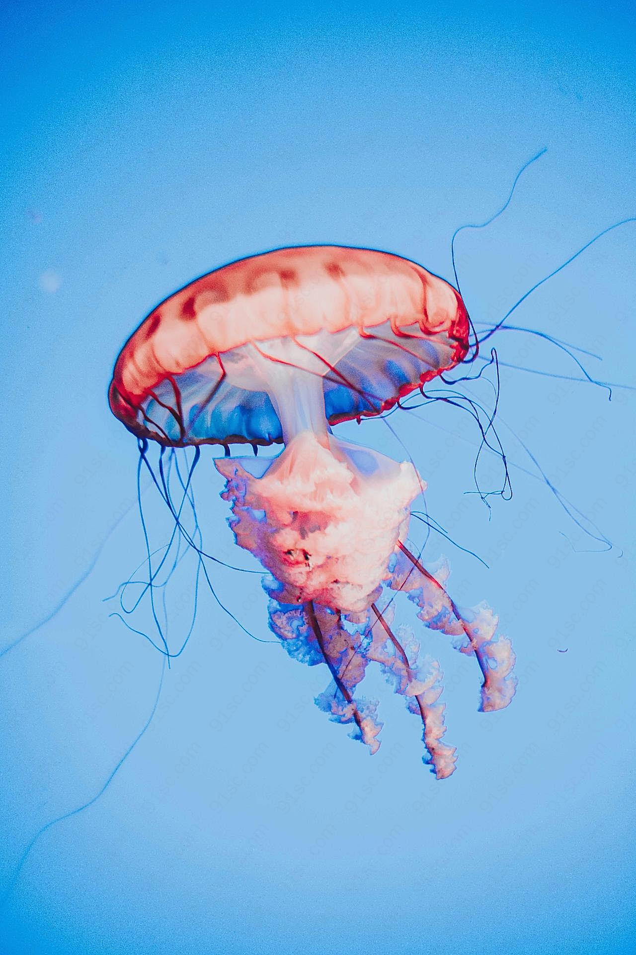 深海彩色水母图片海洋生物