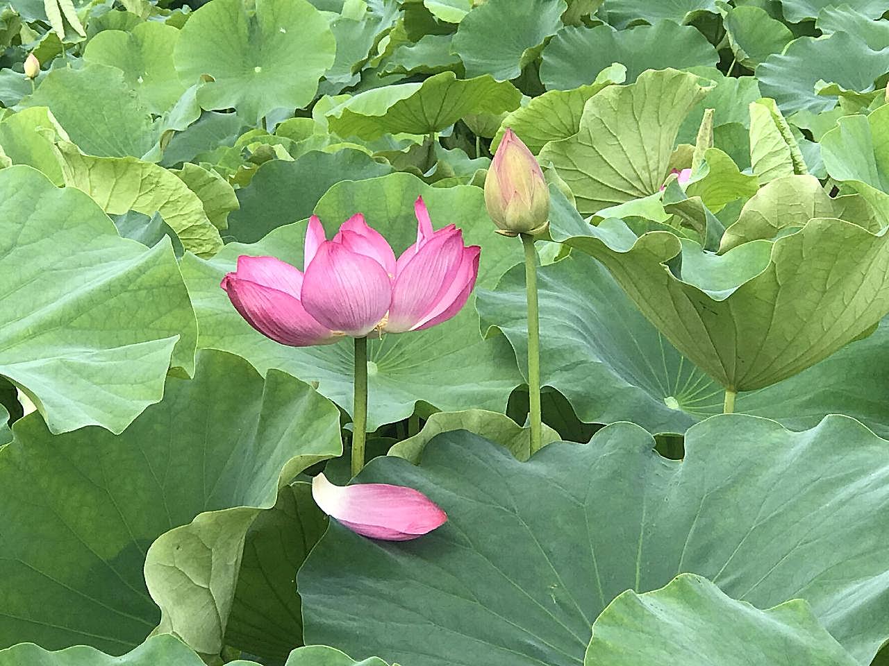 塘风景摄影图片荷花