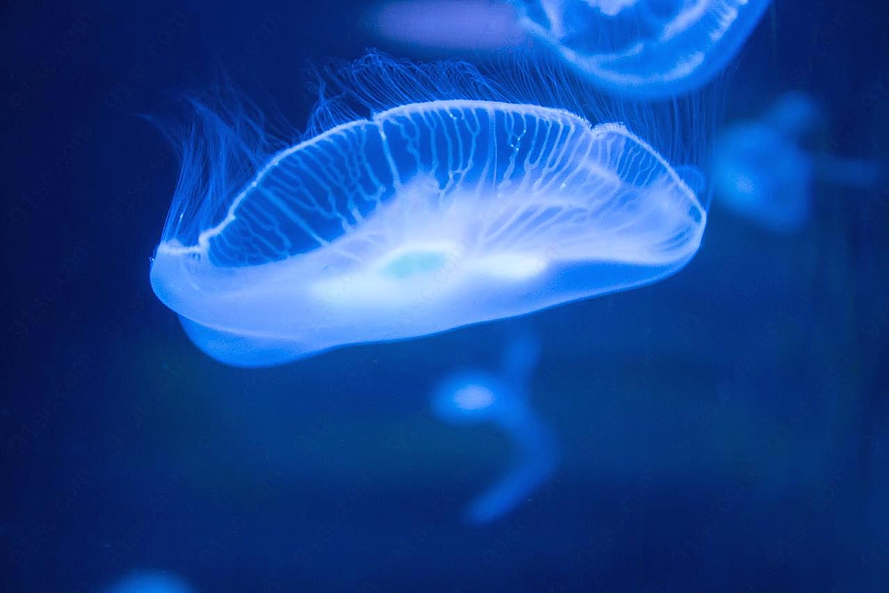 深海透明水母图片高清