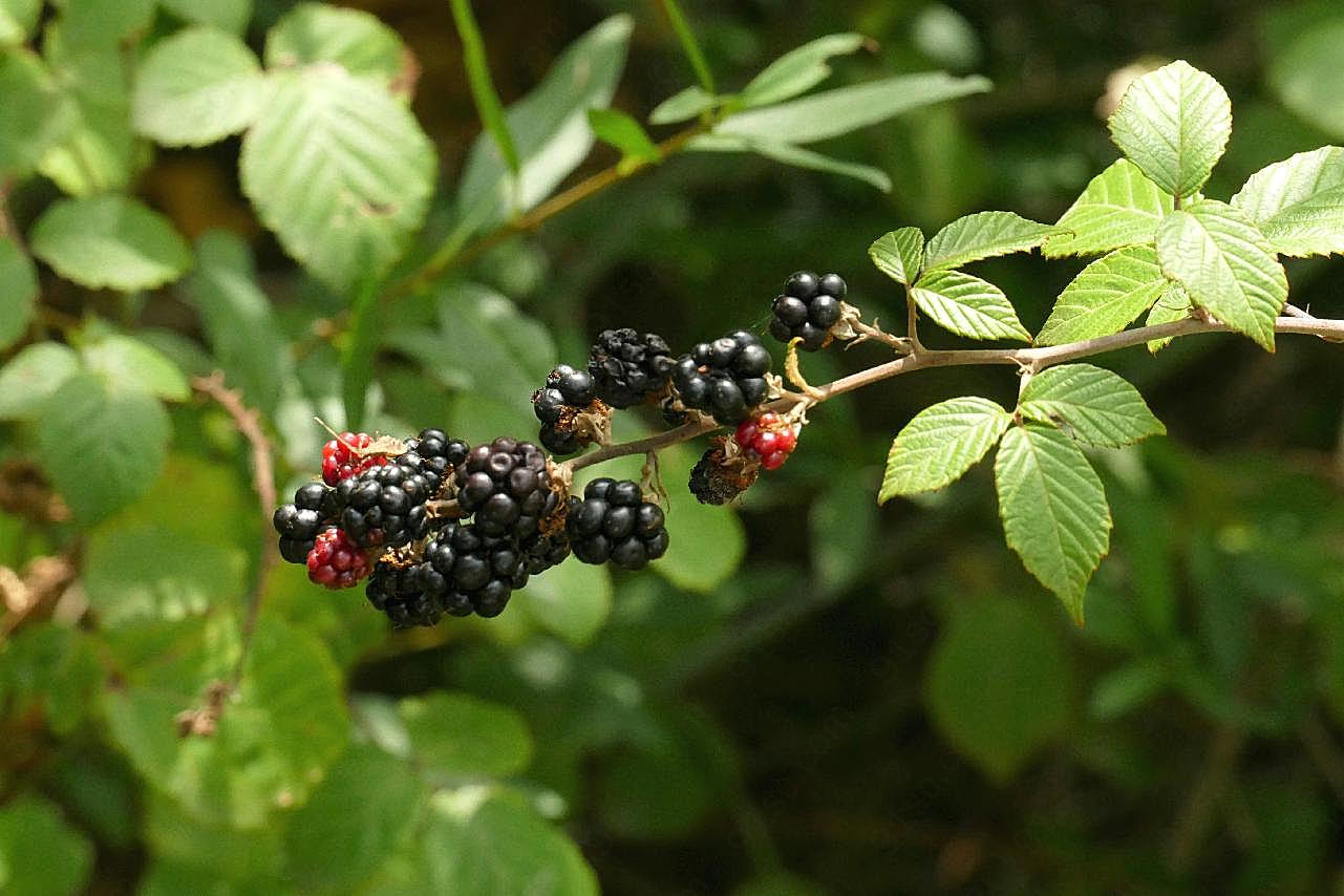 野浆果黑莓图片水果