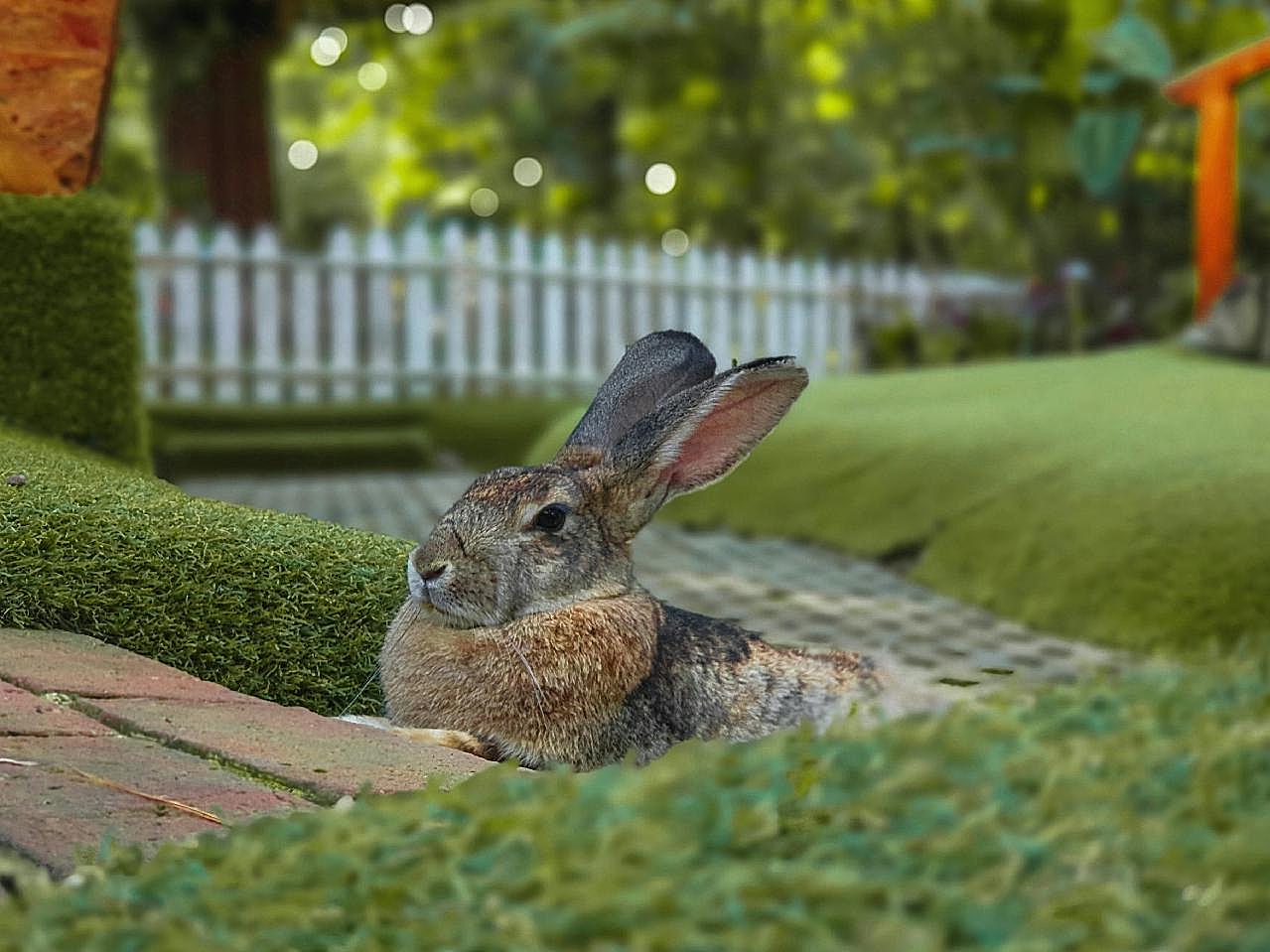后院草地上可爱的图片兔子