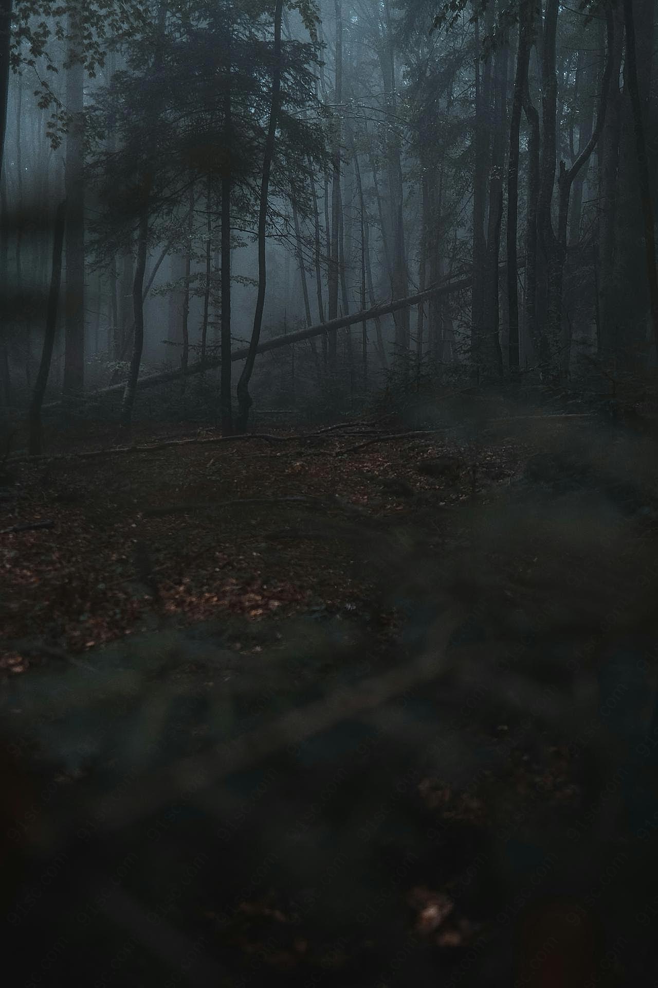 阴暗迷雾图片树林