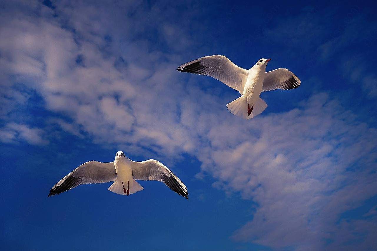 天空海鸥飞翔图片飞禽世界