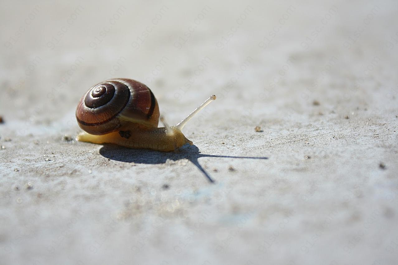 地面小蜗牛图片爬行动物