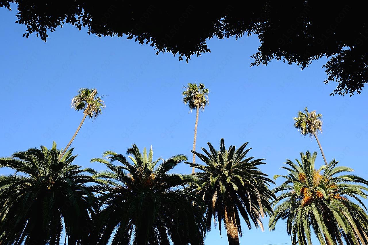 蓝天下棕榈树图片风景景观