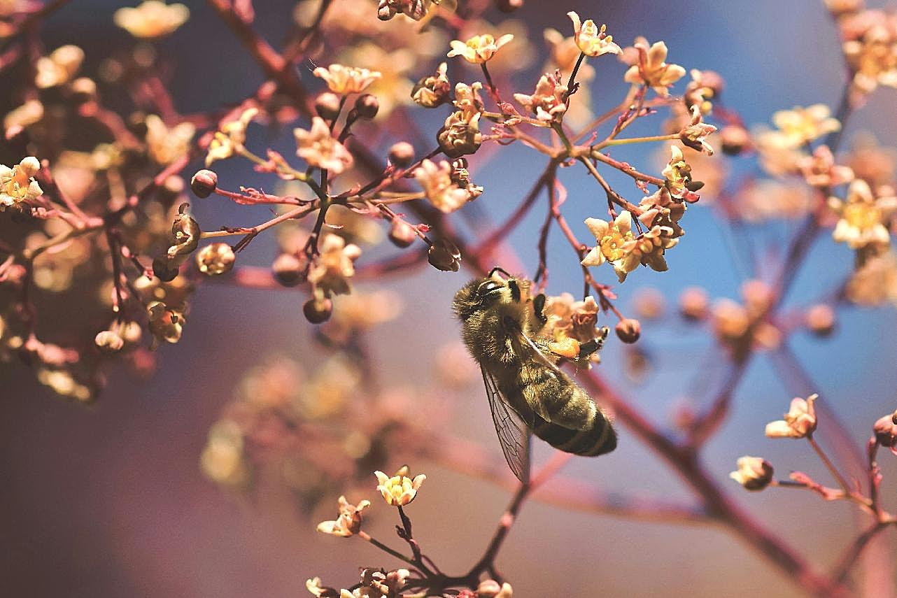 花朵上的蜜蜂生物世界高清摄影