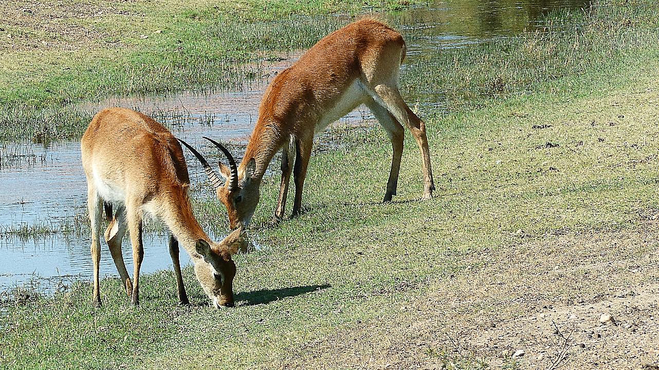 非洲羚羊吃草图片高清摄影