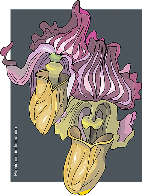 矢量鲜花_858矢量花草树木