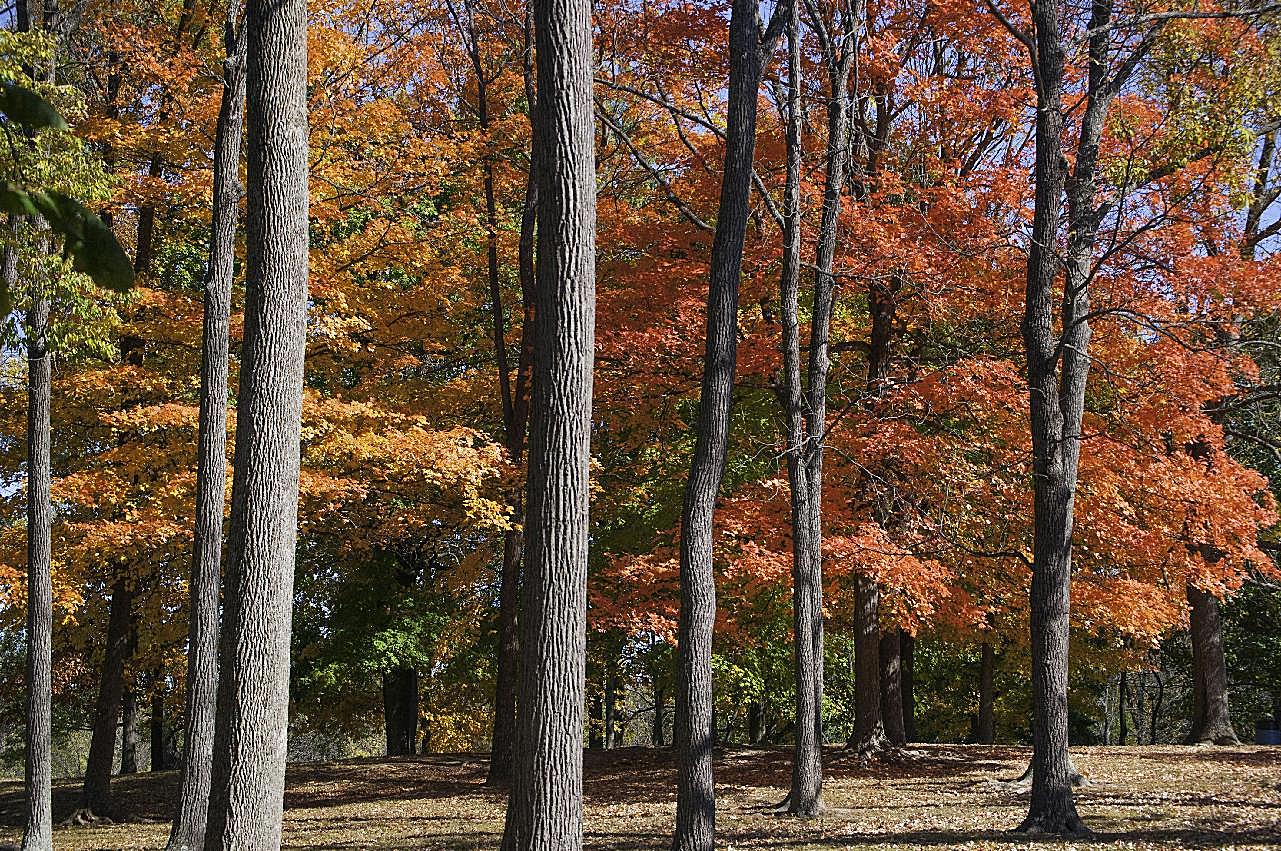 秋季桦风景图片树林