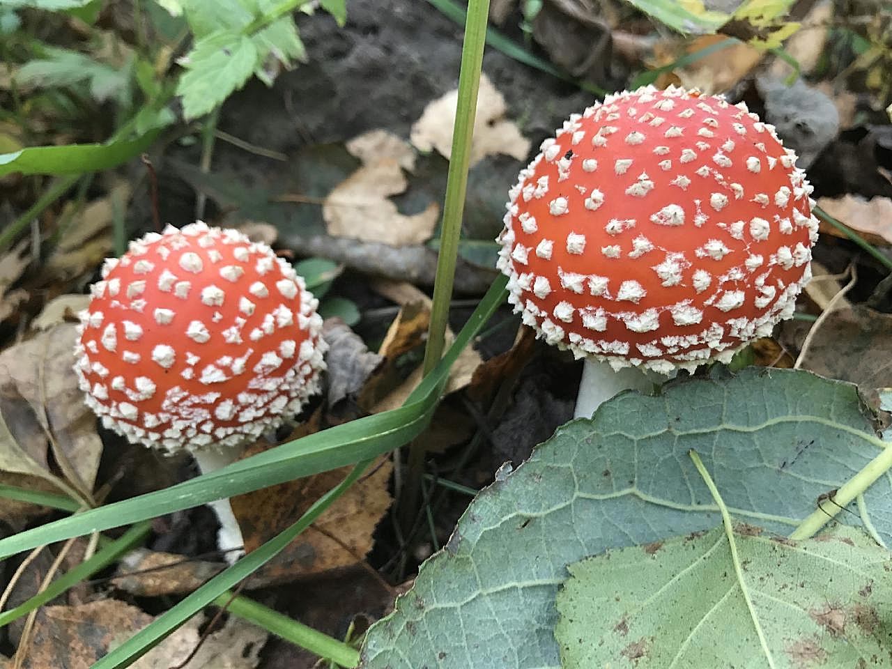 鹅膏菌图片美食