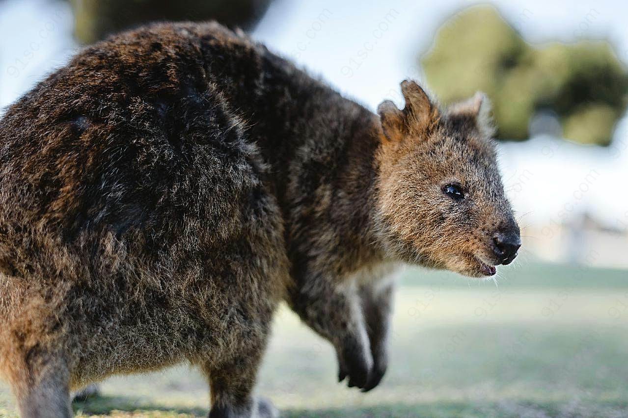 可爱澳洲小袋鼠图片高清摄影